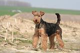 WELSH TERRIER 050